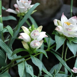 May include: Close-up of white and pink flowers with yellow centers, surrounded by green leaves and stems. The flowers have a delicate appearance, with petals that are tinged with pink at the edges. The image captures the natural beauty of the plant.