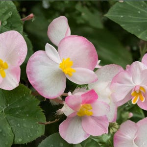May include: Close-up of several pink and white begonia flowers with yellow centers. The petals have a delicate, soft appearance, and the flowers are surrounded by green leaves. The image is well-lit, highlighting the details of the blooms.
