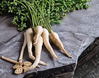 Parsnip – All American 350 Seeds | Classic Heirloom Parsnip | Sweet After Frost | Long, Smooth Roots