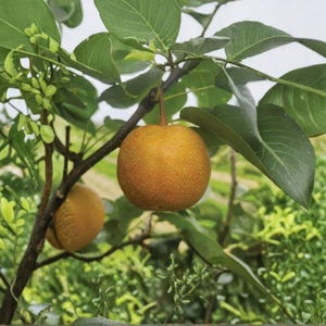 SHINSUI Asian Pear Tree – 8–9 Ft Live Plant | Sweet Crisp Juicy Fruit ...