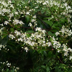 May include: Close-up of a flowering vine with clusters of small, white, star-shaped flowers. The flowers are in full bloom, set against a backdrop of green leaves and stems. The image captures the delicate beauty of the blossoms.