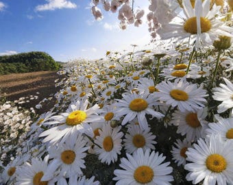 Oxeye Daisy – Leucanthemum vulgare Seeds | 100 Seeds | Classic White Wildflower | Hardy Perennial