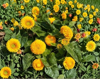 Teddy Bear Dwarf Sunflower | Fluffy Golden Blooms, Compact Dwarf Variety (15 Seeds)