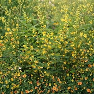 May include: A vibrant field of wildflowers in full bloom, showcasing a mix of yellow and orange blossoms. The scene is filled with lush green foliage, creating a natural and colorful display. The flowers are in various stages of bloom.