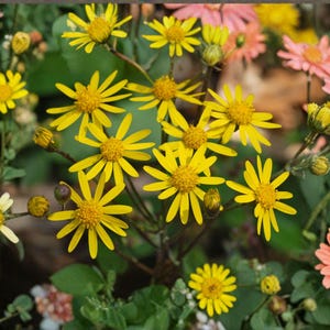 May include: A vibrant close-up of various colorful flowers. Bright yellow daisy-like flowers with prominent yellow centers are in focus, surrounded by green foliage and other flowers in shades of pink and orange. The image captures a natural, floral theme.