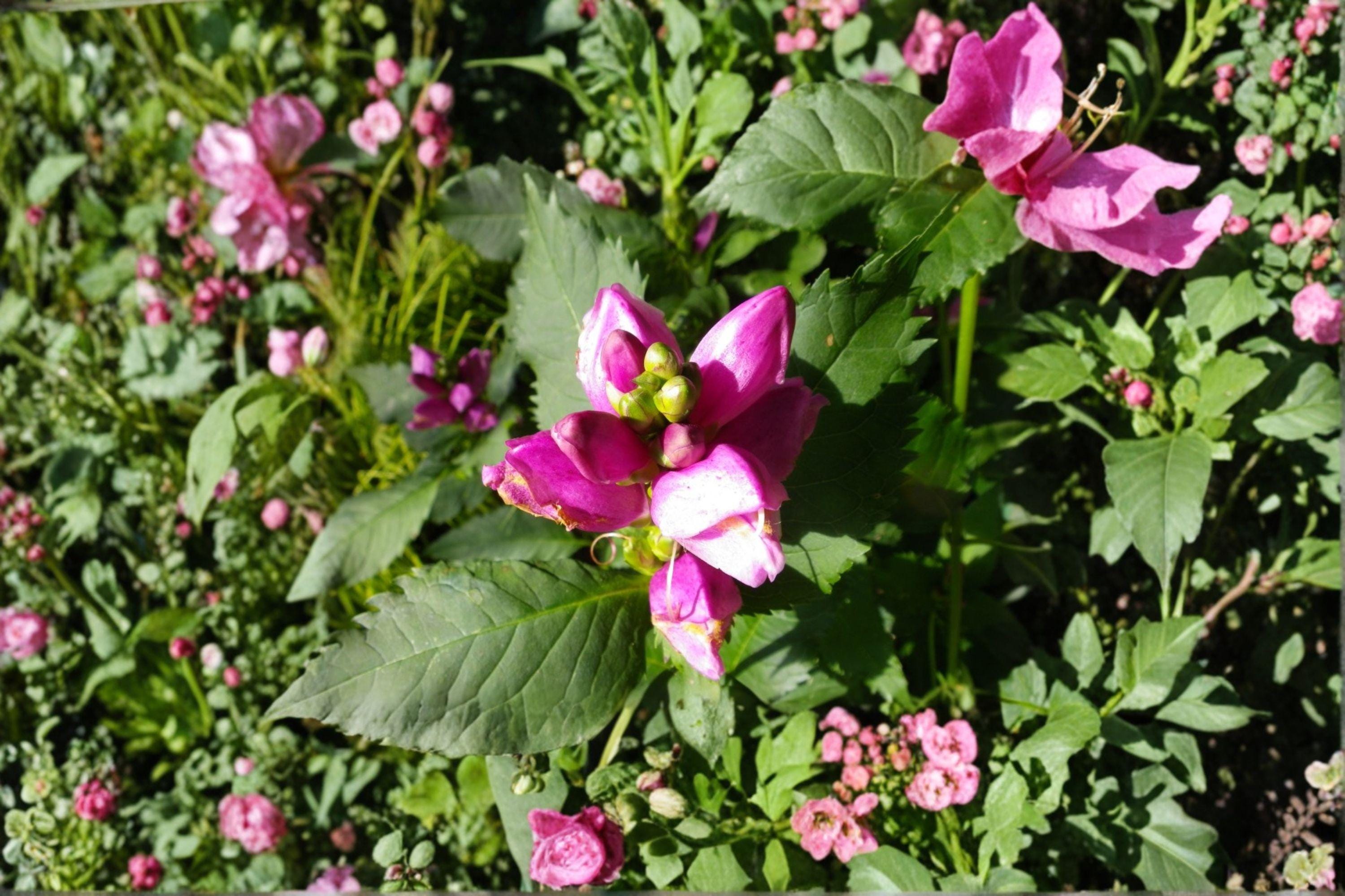 Red Turtlehead Red Turtlehead – Chelone Obliqua | 50 Seeds | Rose Pink Native Flower ...