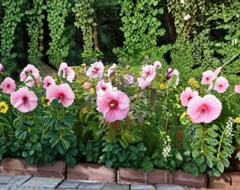 Hibiscus moscheutos, Swamp Rose Mallow / Crimson-Eyed Rosemallow – 30 Seeds | Native Wetland Perennial | Huge Hardy Hibiscus Blooms