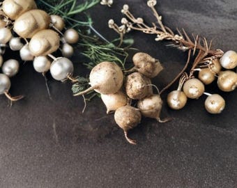 True Jicama 5 Seeds | Tropical Root Vegetable | Crisp & Sweet Tubers | Unique Garden Crop