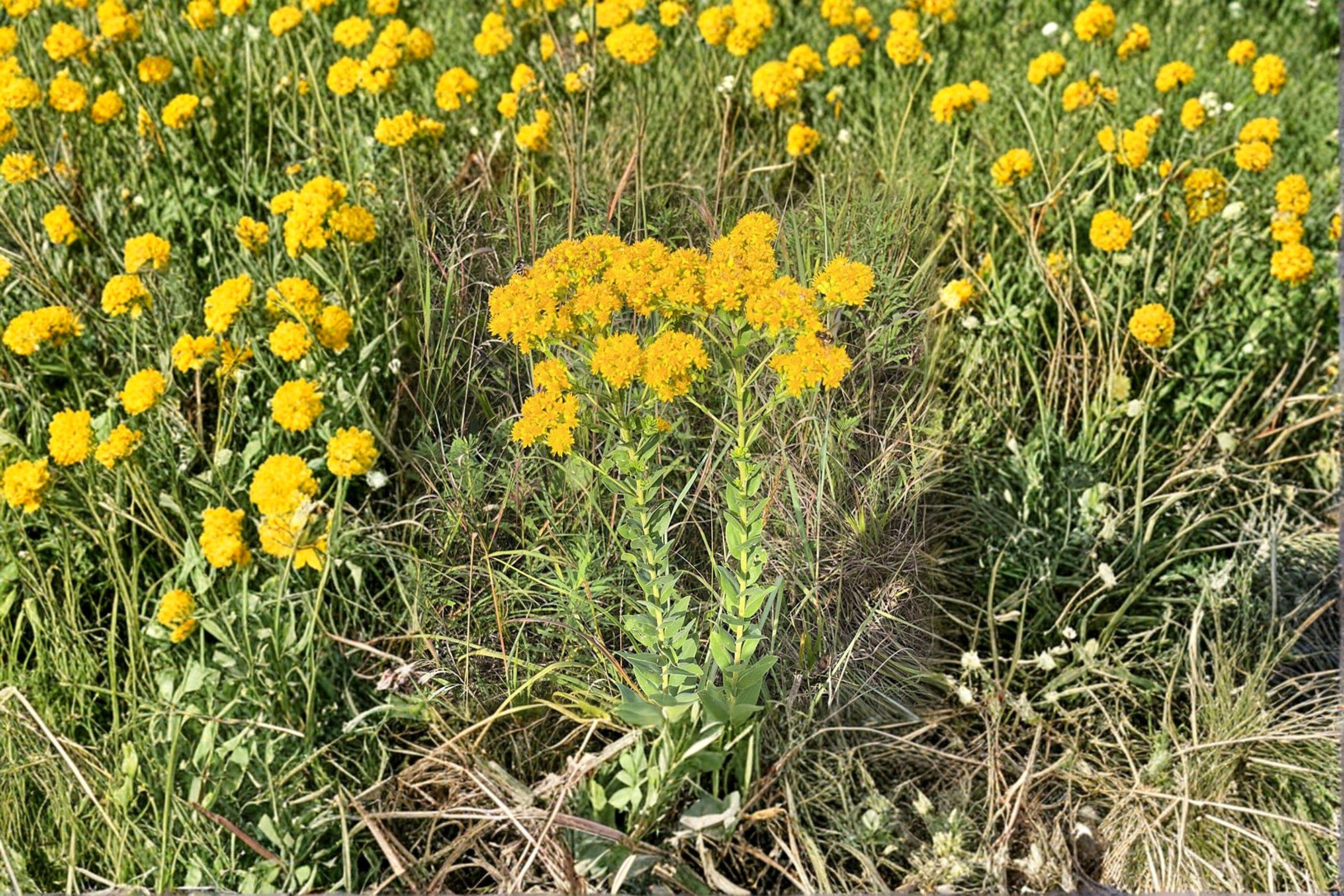 Solidago Rigida Golden Rockets Stiff Goldenrod – Solidago Rigida, Native Prairie Perennial | Late ...