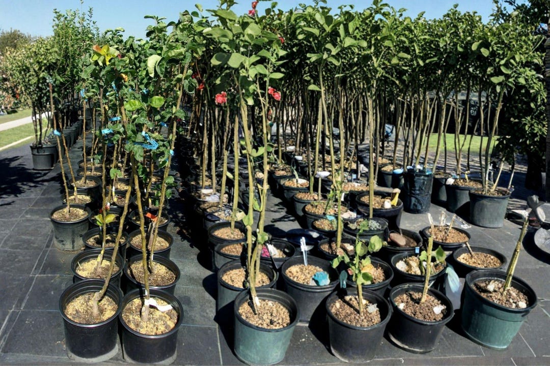 SHINSEIKI Asian Pear Tree – 8–9 Ft Live Plant | Sweet Crisp Juicy Fruit ...