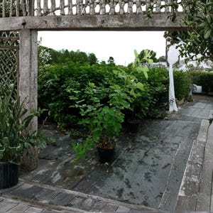 May include: A wooden garden structure with a lattice frame and a rectangular opening, featuring potted green plants in black containers placed on a weathered wooden deck, with a view of a lush green hedge and a white fabric cover in the distance.