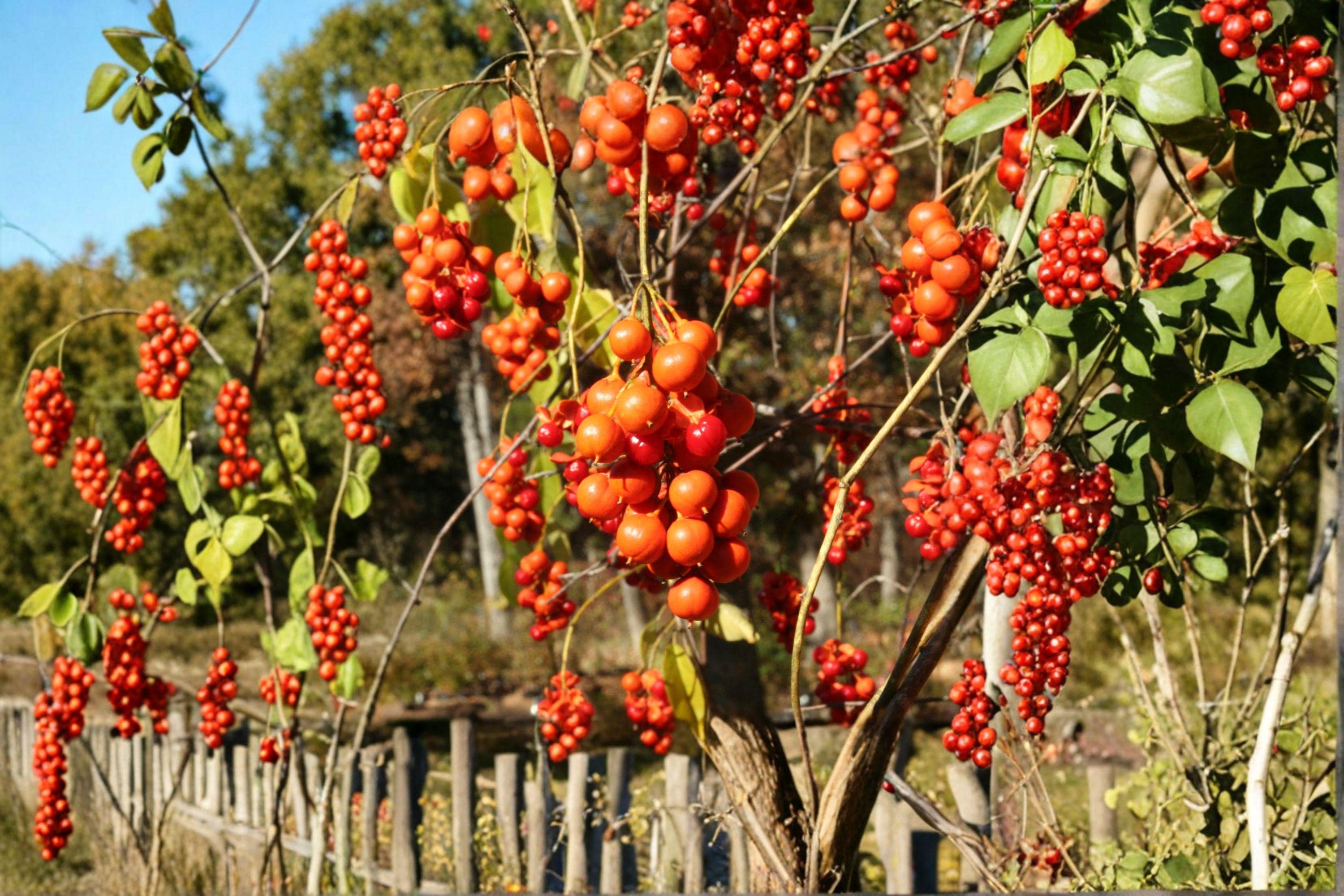 Celastrus Scandens – American Bittersweet 30 Seeds | Native Climbing ...