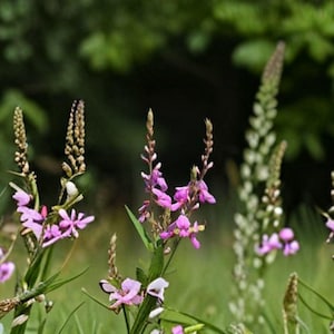 May include: Close-up of several flowering plants with slender stems and small, delicate purple flowers. The plants are set against a blurred green background of foliage, suggesting a natural outdoor setting. The image captures the beauty of wildflowers.