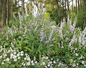 Vitex agnus-castus – Chaste Tree 10 Seeds | Fragrant Purple Blooms | Pollinator Tree | Drought-Tolerant Shrub