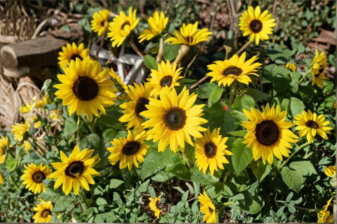 Sunspot Dwarf Sunflower 15 Seeds | Classic Giant Bloom | Compact Dwarf ...