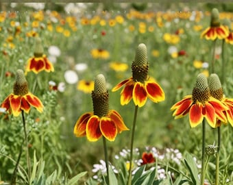 Mexican Hat Wildflower 250 Seeds | Native Prairie Flower | Long Bloom Season | Pollinator Favorite
