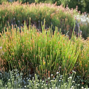 May include: A close-up of a vibrant green plant with numerous slender, upright stems. The tips of the stems have a reddish-orange hue. The plant is surrounded by other greenery and small white flowers, creating a natural, outdoor scene.