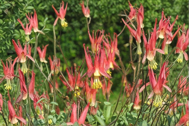 AldyGarden American Columbine - Thumbnail 3