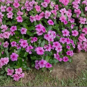 May include: A vibrant bush of pink flowers with dark green leaves. The flowers have five petals and a darker pink center. The bush is surrounded by brown soil and green grass.
