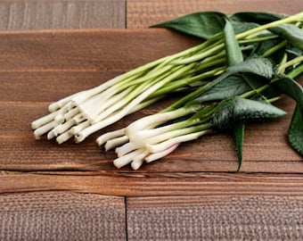 Onion – Tokyo Long (Bunching) 250 Seeds | Japanese Green Onion | Non-Bulbing | Mild & Fast Growing