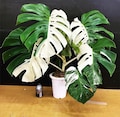 Monstera Borsigiana Albo Halfmoon Variegated Planting Rooted Nodes Cuttings product logo
