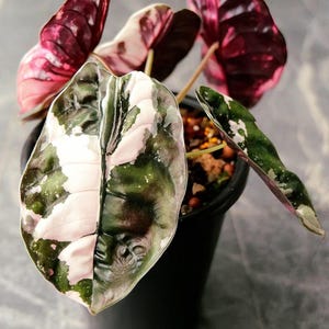 アロカシア クプレア 斑入り ピンク Alocasia cuprea pink - Etsy 日本