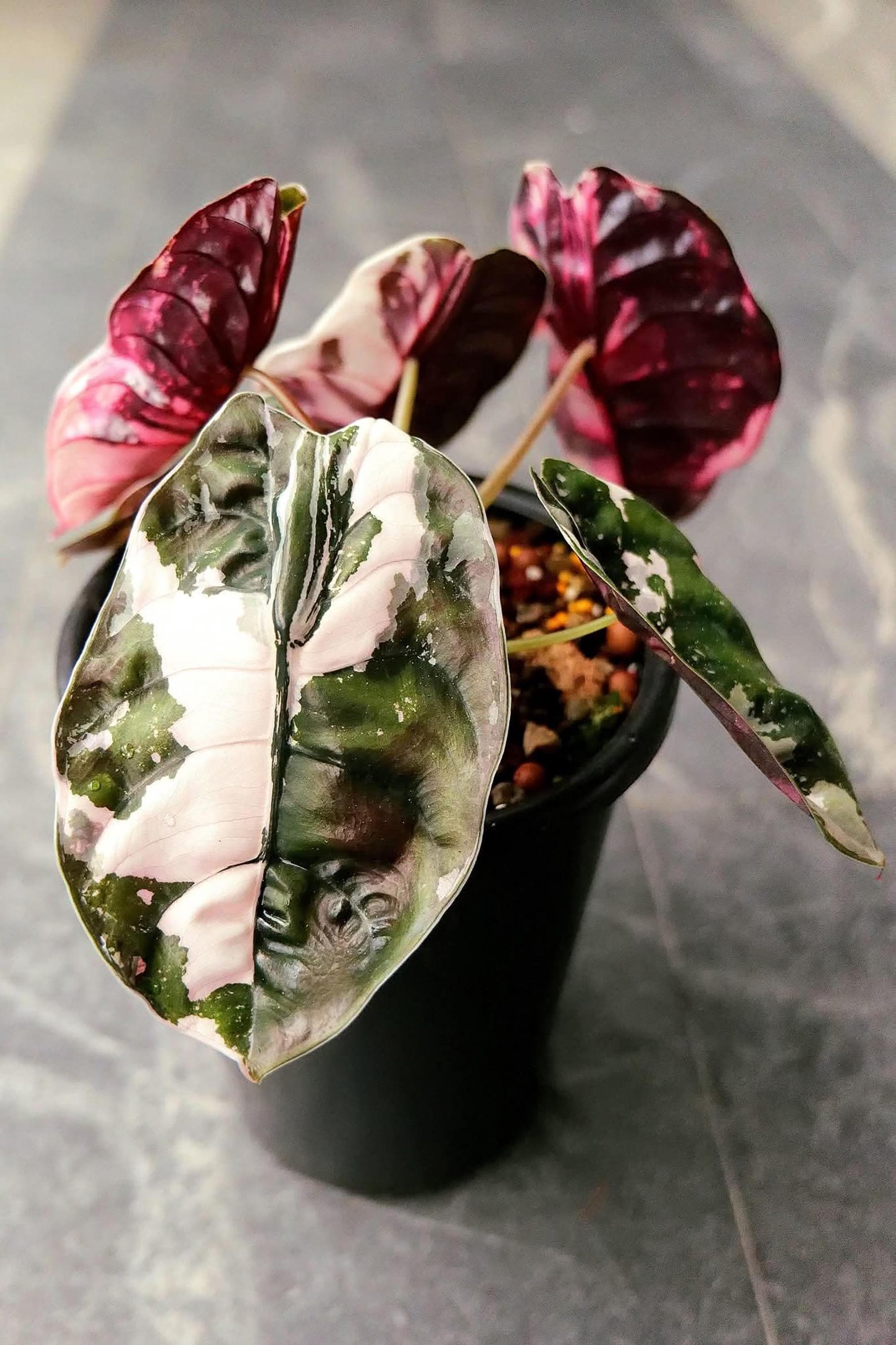 速達　ＴＣ　アロカシア　サンデリアナ　ブル　ノビリス　ピンク　斑入り Alocasia nobilis pink variegated - Etsy 日本