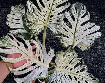 Hohenbergia leopoldo-horstii　variegated Hohenbergia 'Leopoldo Horstii' – bromeliad.com