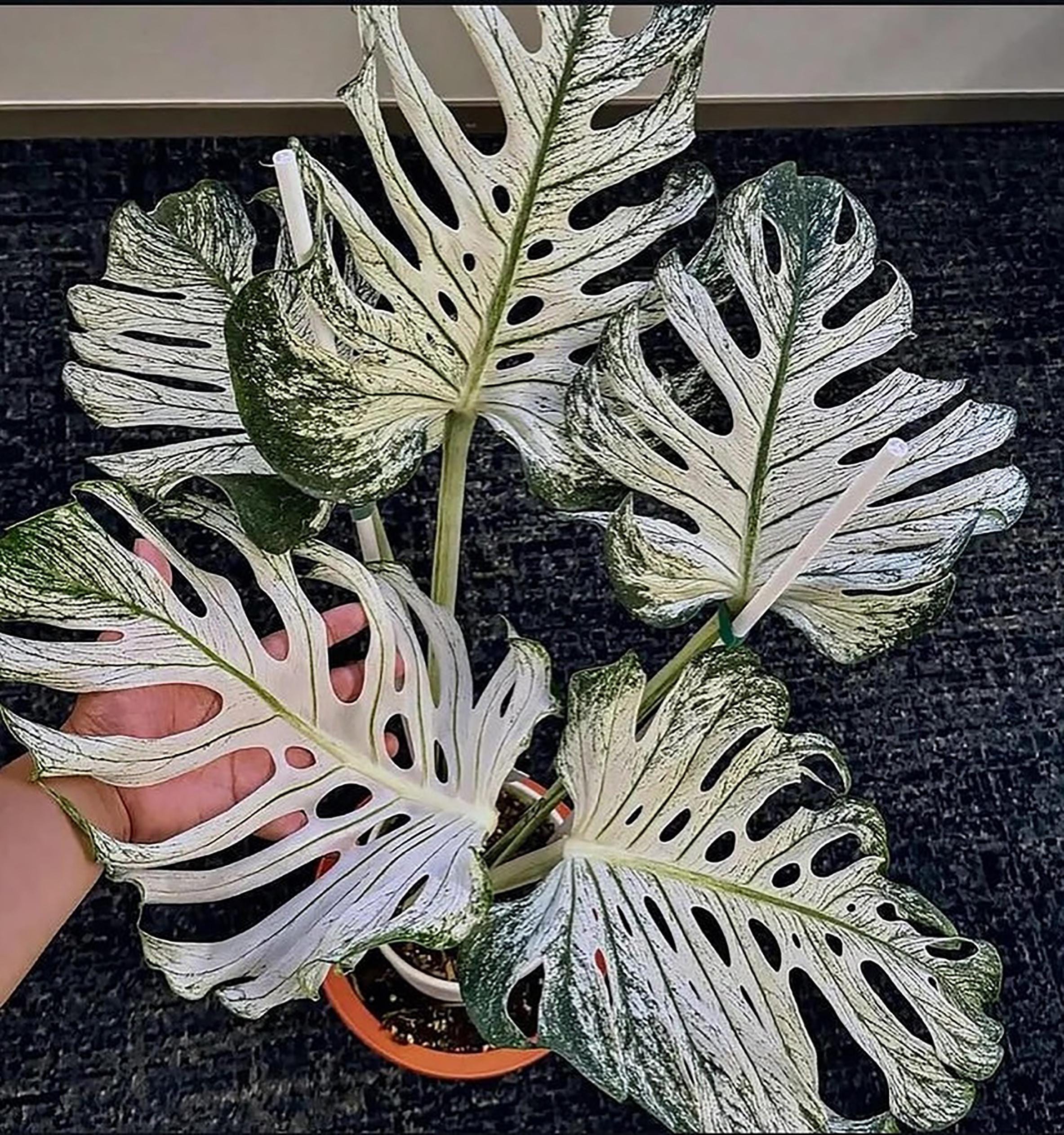 Monstera devil monster - Etsy 日本