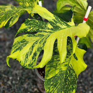 Monstera electro light - Etsy 日本