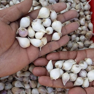 Wilder Knoblauch, Einzelknoblauch, Einzelknoblauch, Einzellauch, Wilder Knoblauch, Einzelknoblauch