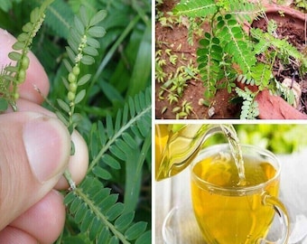 Ceylon Dried PHYLLANTHUS NIRURI Chanca Piedra Stone Breaker 100% Natural Organic