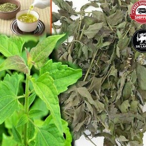 Hojas secas de Calea Zacatechichi, hierba del sueño mexicano, té orgánico de hojas lúcidas.