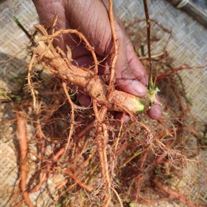 Dried Sensitive Plant Mimosa Pudica Root Sleeping Grass (Touch-me-not) Herbal Organic Herb Tea Freshly Dehydrate Rood