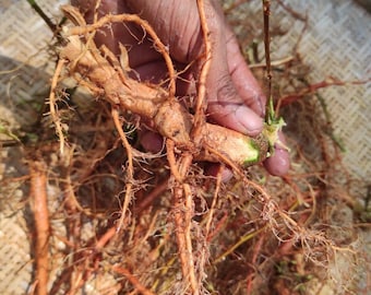 Dried Sensitive Plant Mimosa Pudica Root Sleeping Grass (Touch-me-not) Herbal Organic Herb Tea Freshly Dehydrate Rood