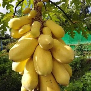 Puede incluir: Primer plano de un árbol de papaya cargado de papayas amarillas maduras. Las frutas son oblongas y tienen una piel lisa. El árbol está rodeado de un exuberante follaje verde, con un atisbo de cielo azul visible a través de las hojas.