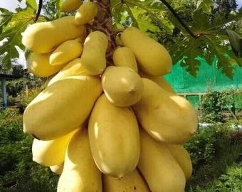 250+ ZWERG Goldene Papaya-Samen (Carica Papaya) Obstbaumsamen, die schnell wachsen