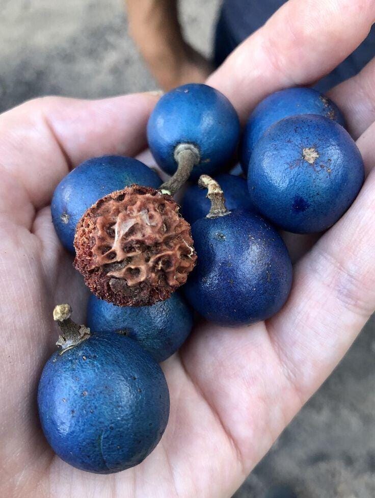 Prayer Plant Seeds - Etsy Canada
