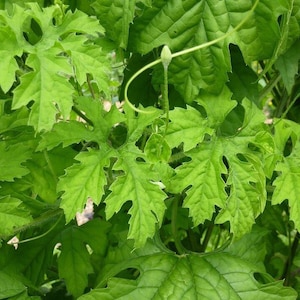 100% Natural Dried Bitter Gourd Leaves Bitter Melon Herb Tea Momordica Charantia