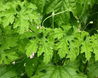 100% Natural Dried Bitter Gourd Leaves Bitter Melon Herb Tea Momordica Charantia