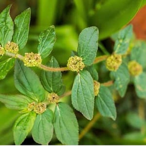 Euphoria Plant - Etsy