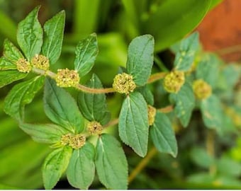 Euphorbia Hirta | Asthma Plant | Garden Spurge | Live Organic ...