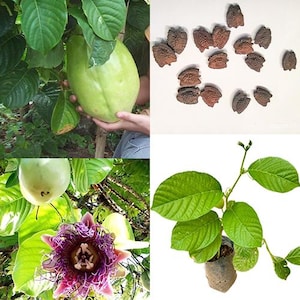 Passiflora Quadrangularis 50 Seeds Rare The Giant Granadilla Sweet PassionFruit
