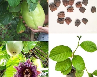 Passiflora Quadrangularis 50 Seeds Rare The Giant Granadilla Sweet PassionFruit