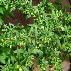 Pode incluir: Close-up de uma planta verde com pequenos botões redondos e folhas verdes delicadas. A planta tem uma aparência exuberante, com múltiplos caules e uma estética natural e orgânica. O fundo é castanho desfocado.