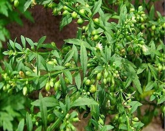 Sweet Broom Leaf Tea Dried Scoparia dulcis Herb Licorice Weed Vassourinha Herbal Infusion