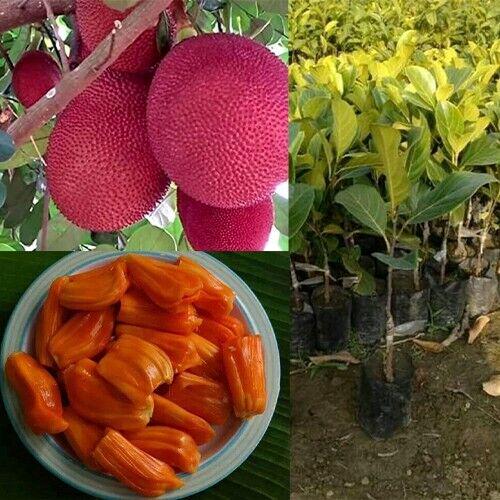 Jackfruit seeds - Etsy 日本