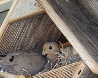 Ready to ship. Dove or Wren Nesting box for gift. Wren or Dove box-customers picture