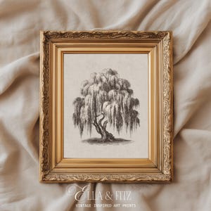 Vintage Pilträdstryck | Antik botanisk gravyr (digital nedladdning)