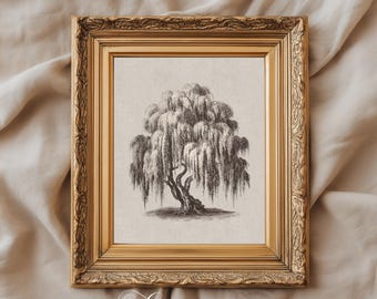 Vintage Willow Tree Print | Antique Botanical Engraving (Digital Download)